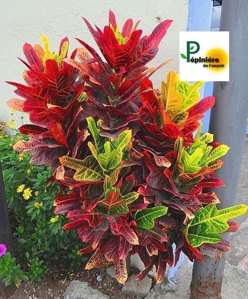 Croton panaché rouge et vert – p-pini-redelespoir