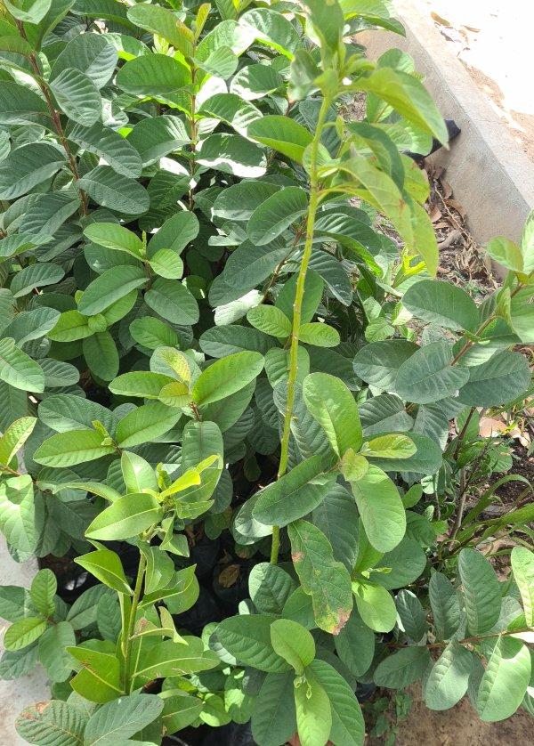 Goyavier – p-pini-redelespoir (photo 2)