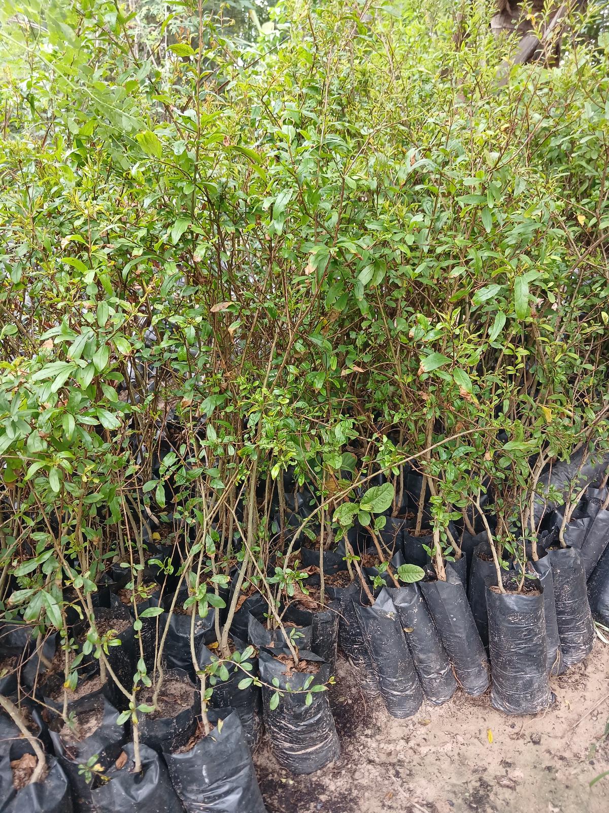 Grenade fraîche – p-pini-redelespoir (photo 3)