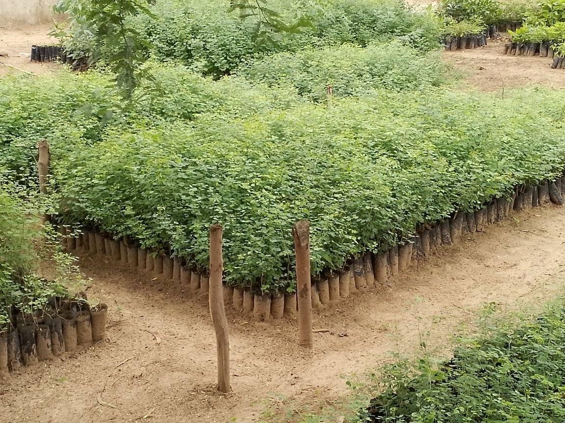 Acacia melifera – p-pini-redelespoir (photo 3)