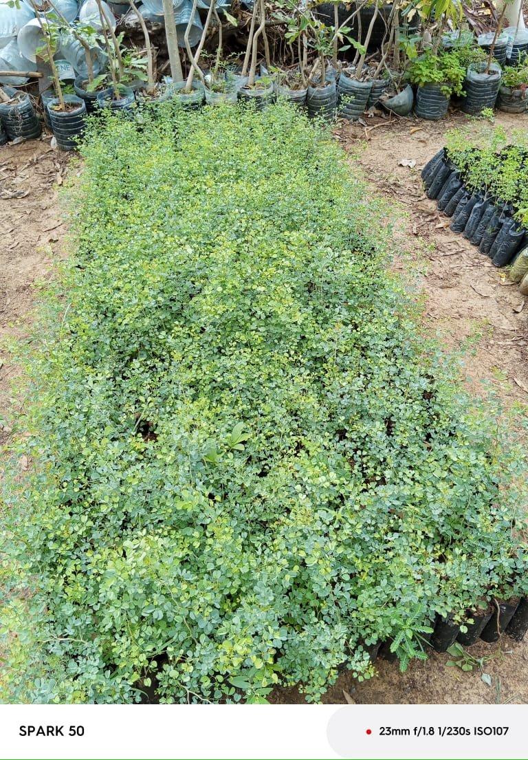 Acacia melifera – p-pini-redelespoir (photo 2)