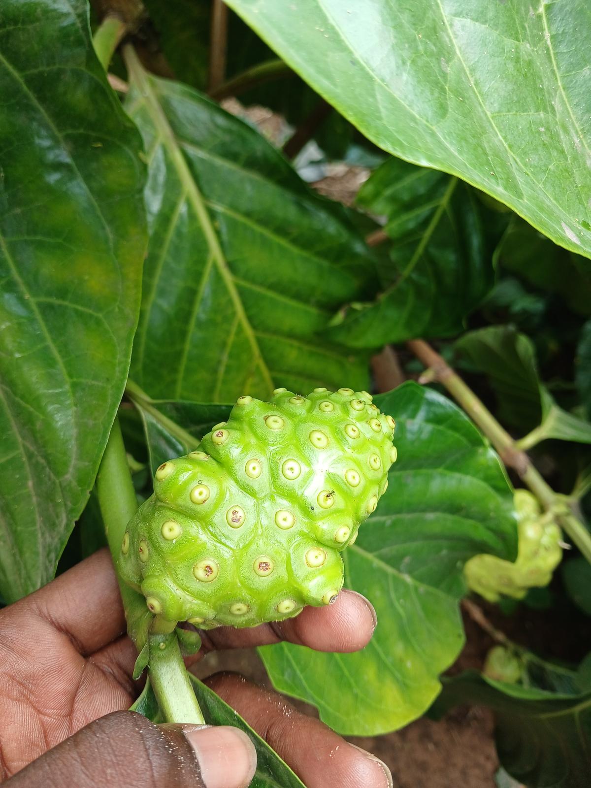 Noni plante – p-pini-redelespoir