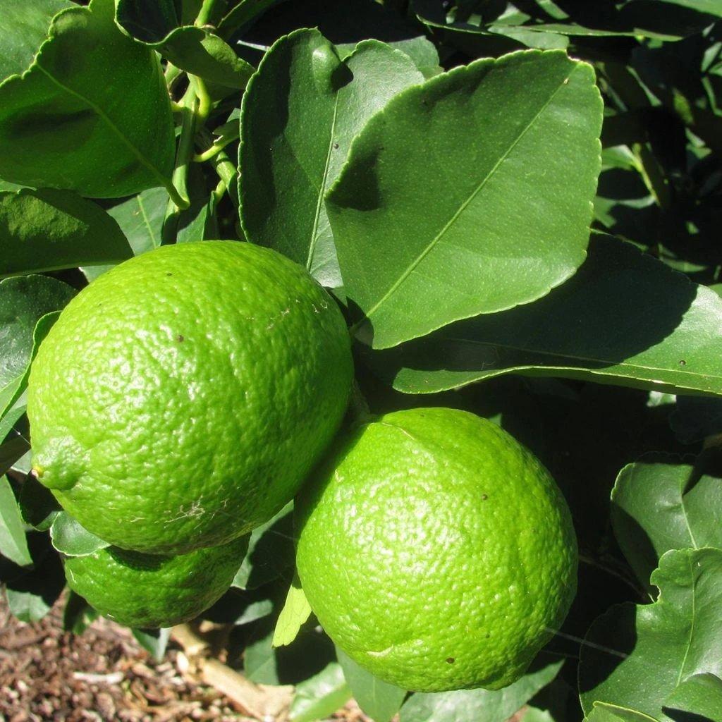 Citron lime de Tahiti greffés – p-pini-redelespoir (photo 2)
