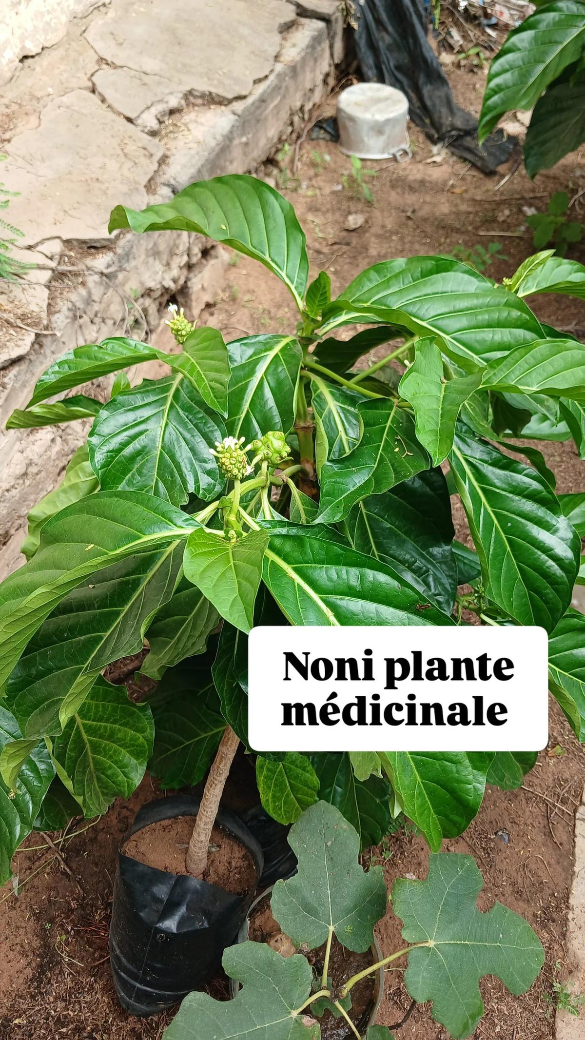 Noni plante – p-pini-redelespoir (photo 4)