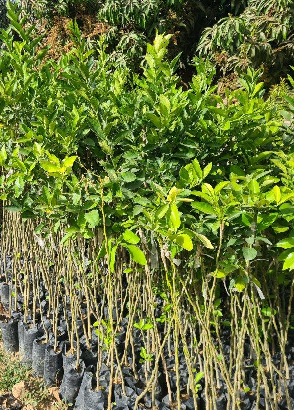 Citron lime de Tahiti greffés – p-pini-redelespoir