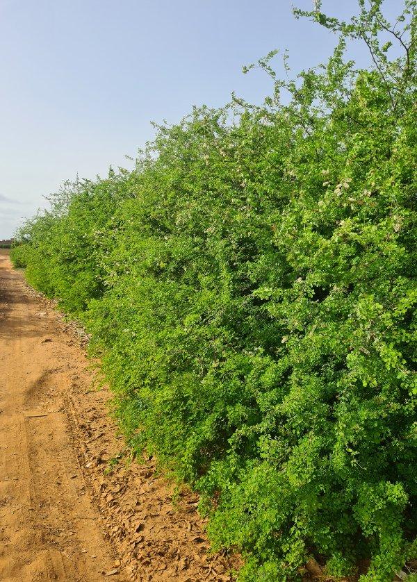 Acacia melifera – p-pini-redelespoir